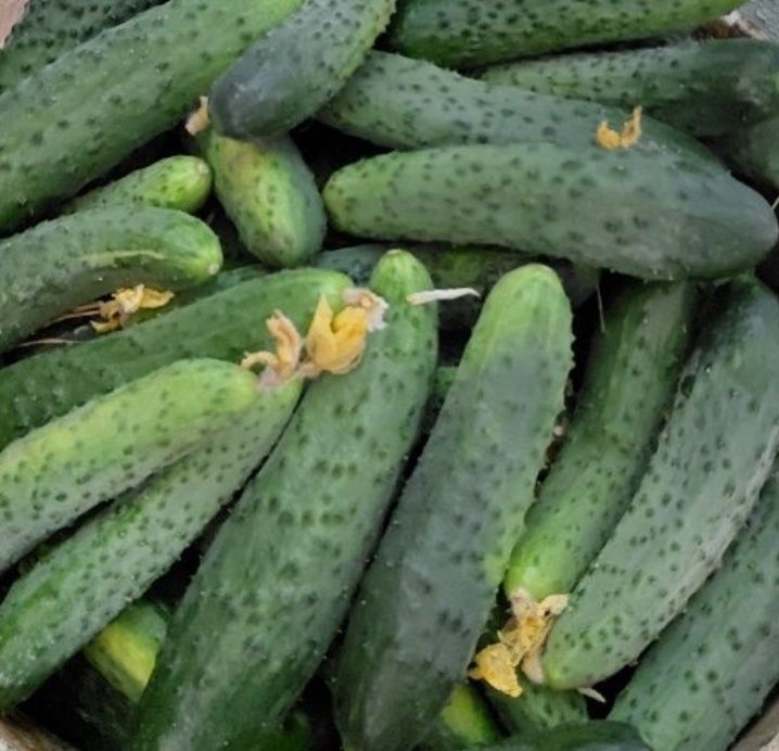 Огурцы домашние вкусные