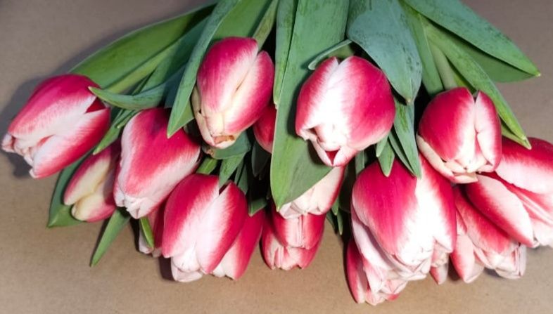 Тюльпаны оптом и розница