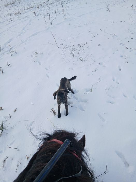 Тазы күшік сатылады Продам