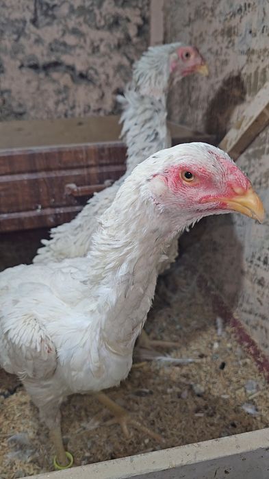 Nems o shamo privaznoy