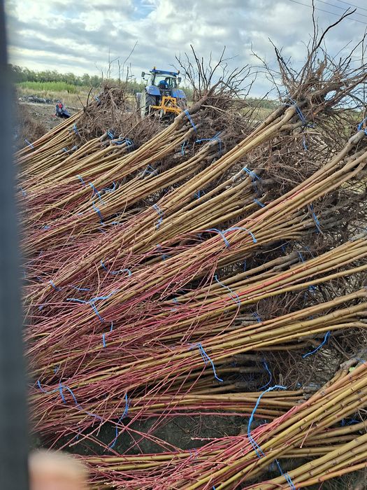 Vând Pomii Fructiferi Altoiți Clasici și Columnari anul 3 de vegetație