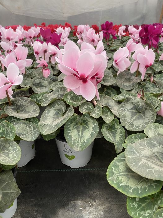 Vand ciclamen 15 lei