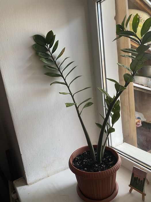 Цветы комнатные от 1000 тенге