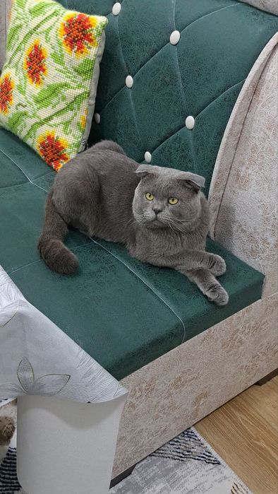 ВЯЗКА! Гигант Британская парода