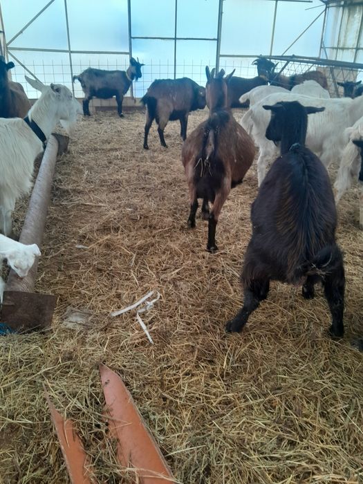 Vând capre originale