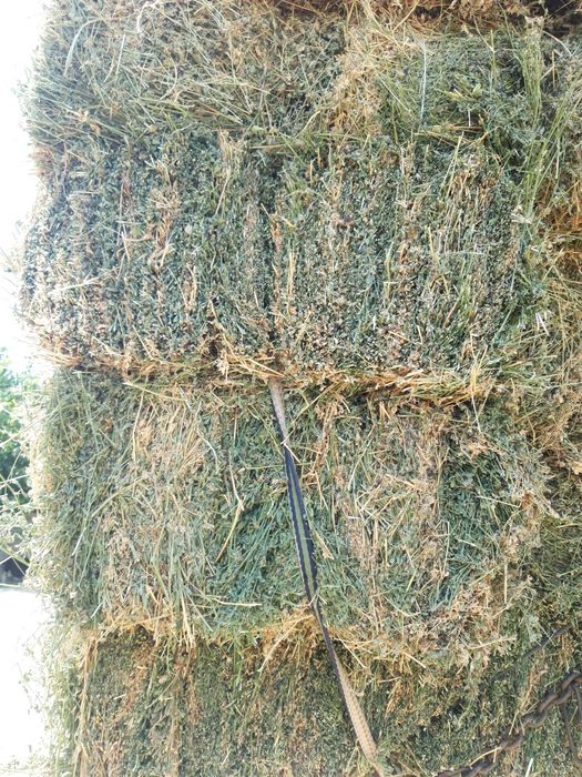 Beda pres sotamiza toshkenga