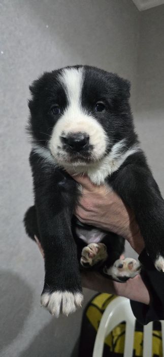 Срочно Щенки Алабая, 25 дней