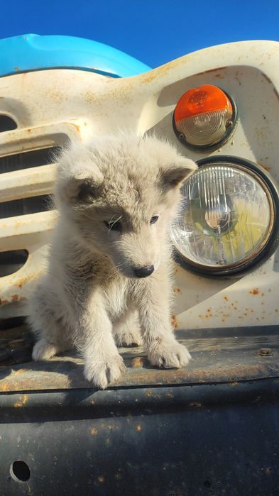 Щенок сибирской хаски