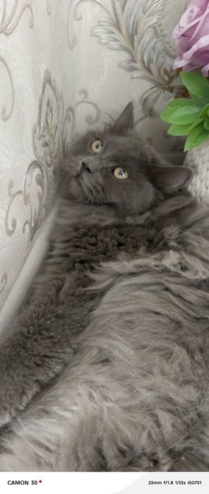 Siberian zotdor mushugi