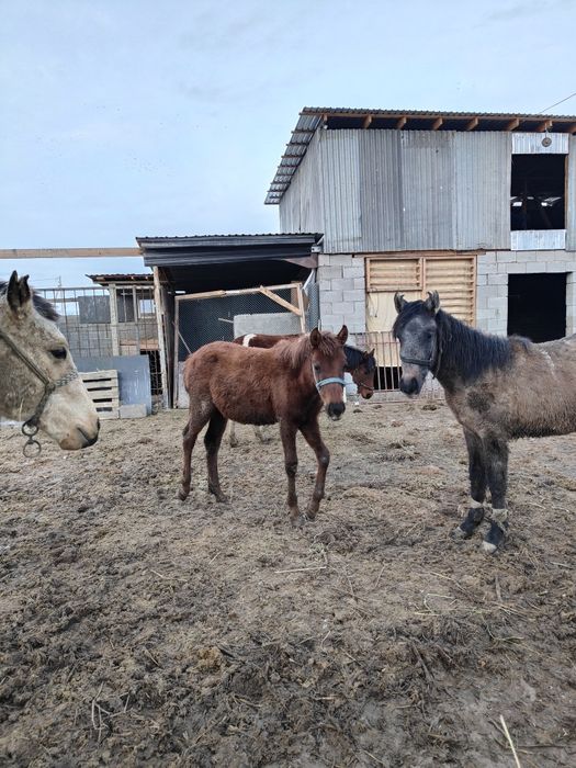 Жабағы Тай шығарлар сатылады