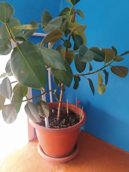 Фикус комнатный продам