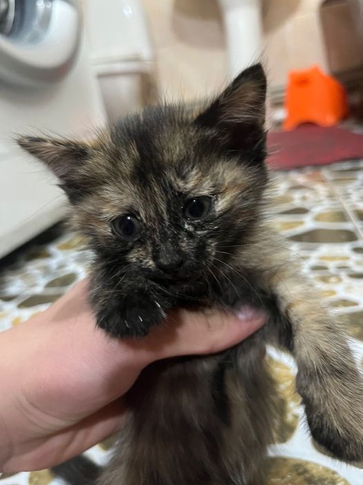 Котенок домашний