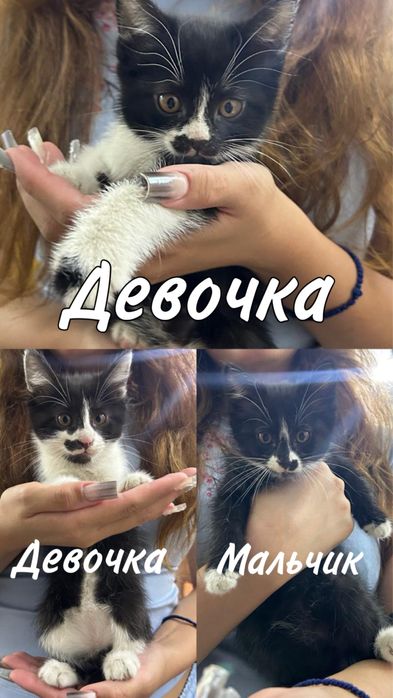 Котята одам в хорошие руки