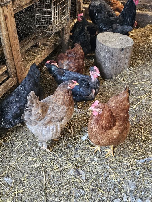 Ouă pentru incubat.