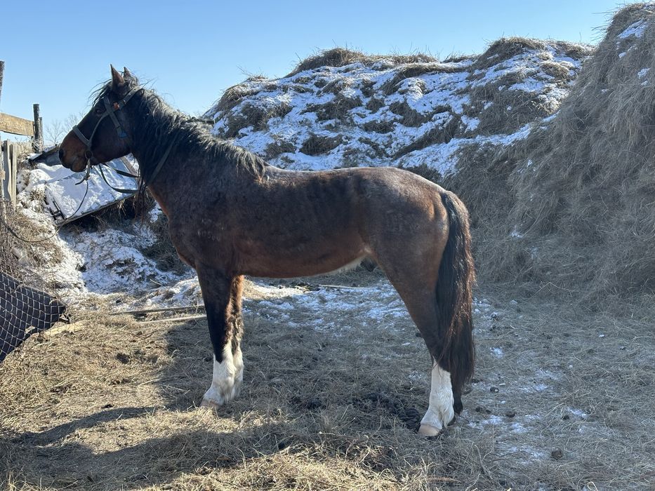 Айғыр обмен қарағанды