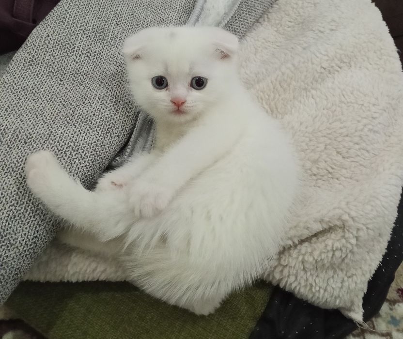 Шотландская вислоухая