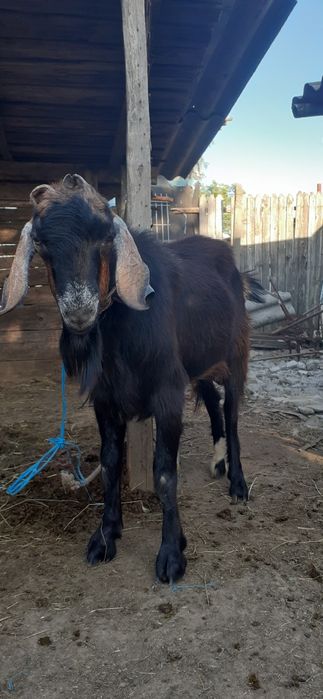Vând țap de rasă sau schimb cu alte animale este tânăr și foarte blând