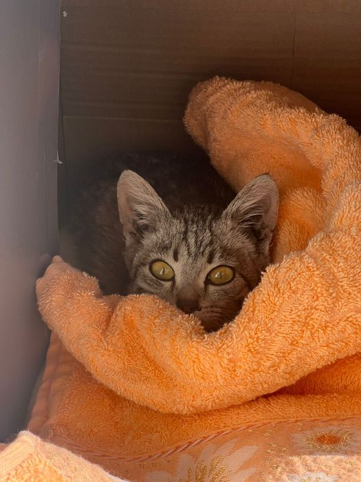 Котёнок мальчик ищет дом