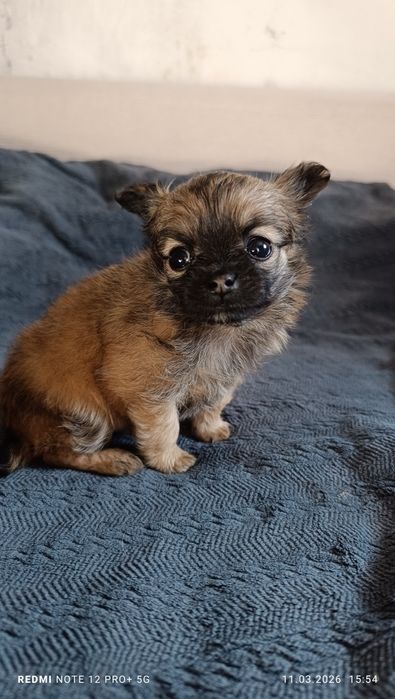 Щенок Чихуахуа (кобель)