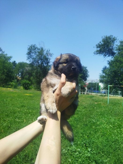Отдам щенка в добрые руки