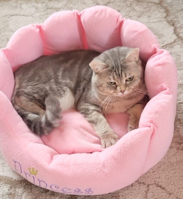 British shorthait tobby