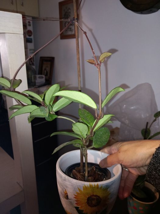 Hoya carnosa sau lacrima maicii domnului!