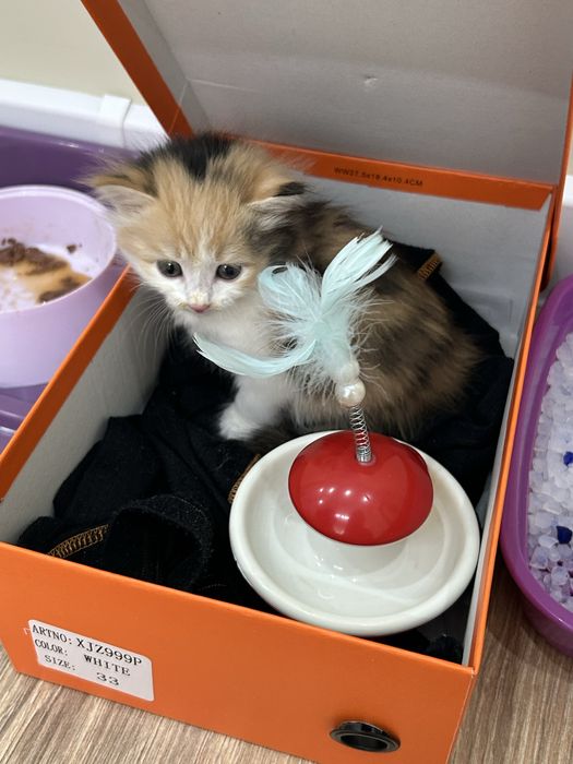 Милая кошка мальчик