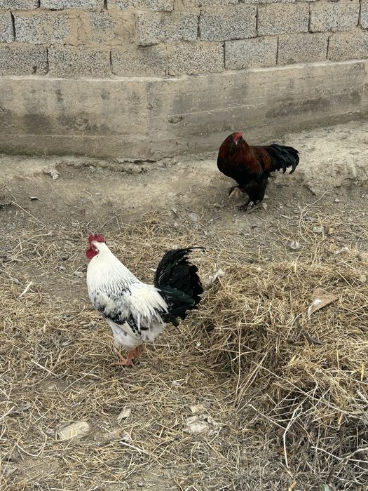 Қораздар сатылады