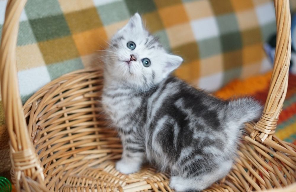 Шотландские котята