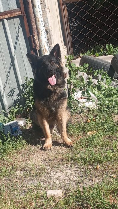 Вязка кобель повелитель сучек