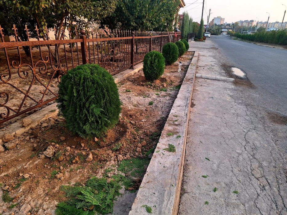 Арчалар бор узбекистон бойлаб доставка кберилади.
