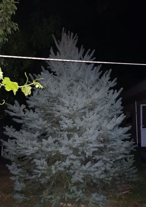 Archa. Archa goluboy yel