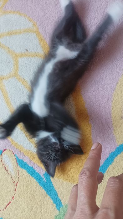 Котик от мамы британки Метис