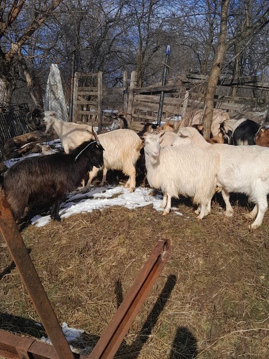 Capre tinere gstante