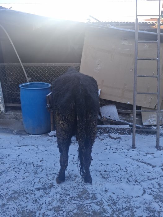 Срочно еки бас бузаулы кашар сатылады