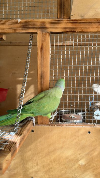 Попугай индийский кольчатый ( ожереловые)