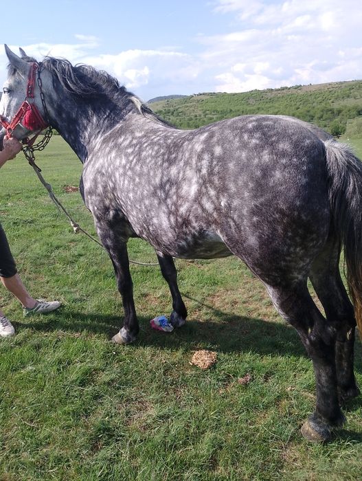 Vând două iepe cuminte garantate la căruță