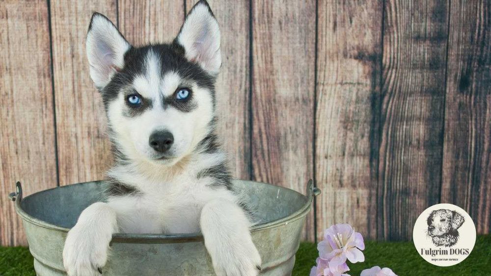 Хаски элитных кровей от лучшего питомника Евразии. Есть доставка
