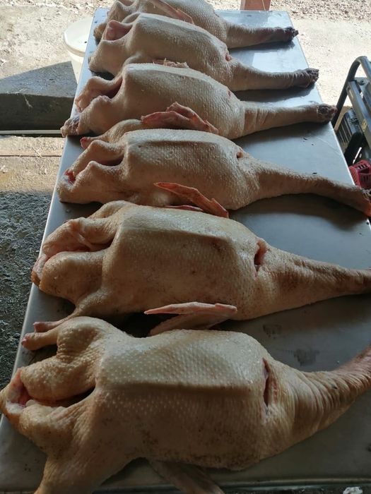 Домашние гуси на натуральном корме