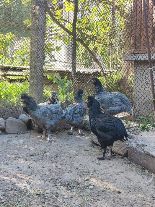 Maternitate pui, și cocoși la 3 luni (50-60) bucata