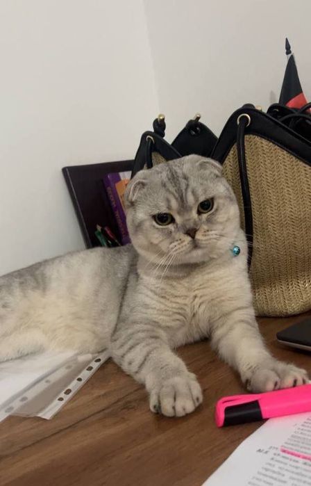 Тозза зотли vyazkaga beriladi