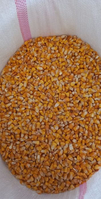 Porumb recoltă 2025  Amestec cereale ,hrană pt porumbei
