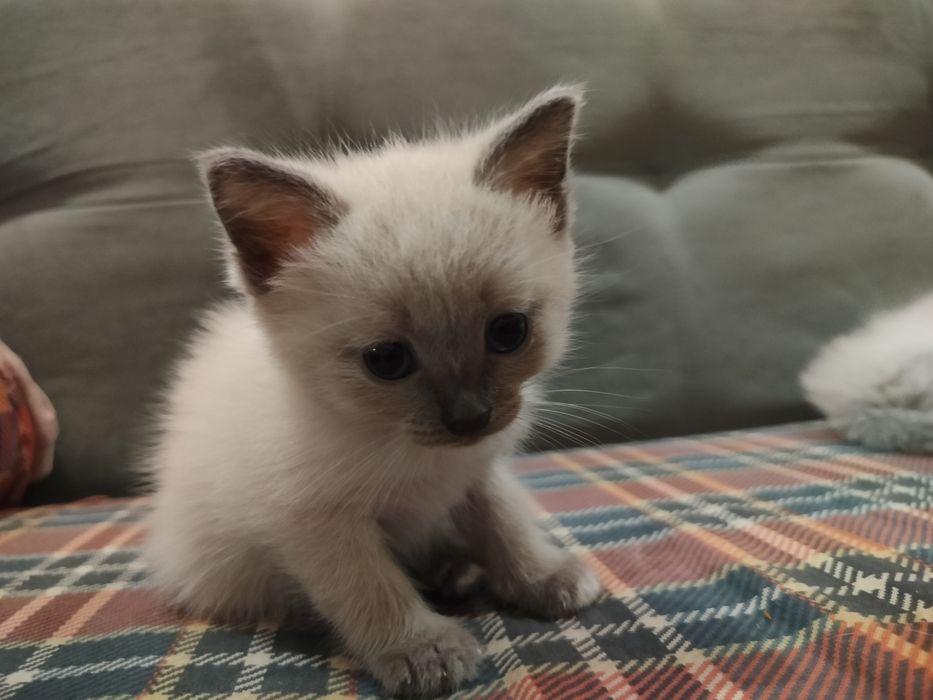 Сиамские котята.