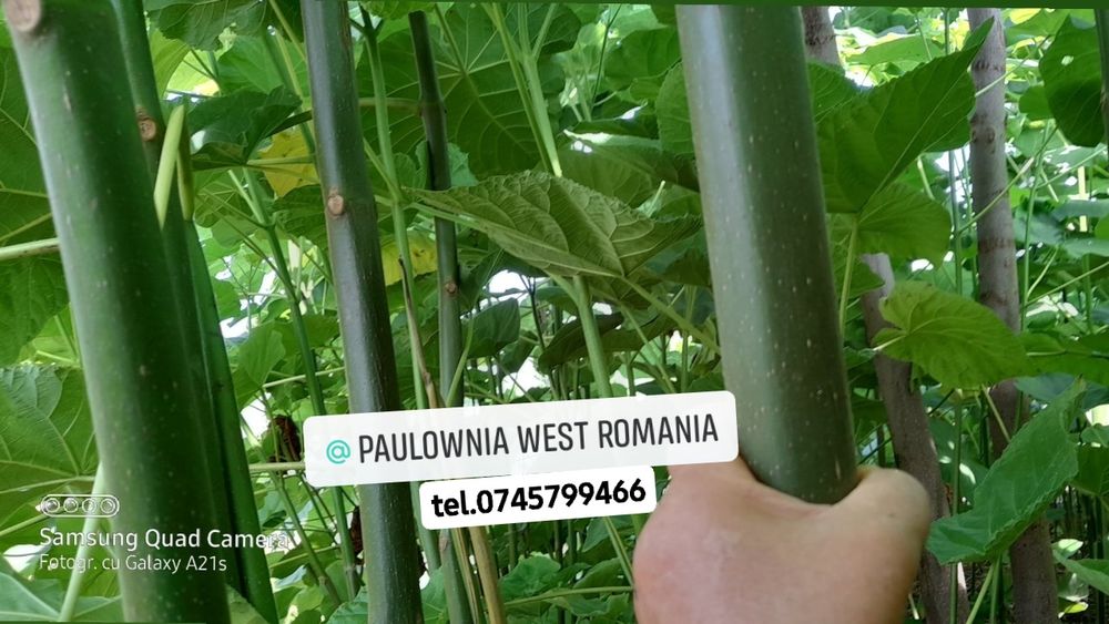 Direct din pepiniera proprie,copăcei si  butași Paulownia, creștere rapidă,3-5m/an