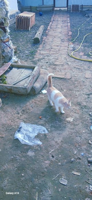 кошки спасите мысықтар құтқарыңыздаршы