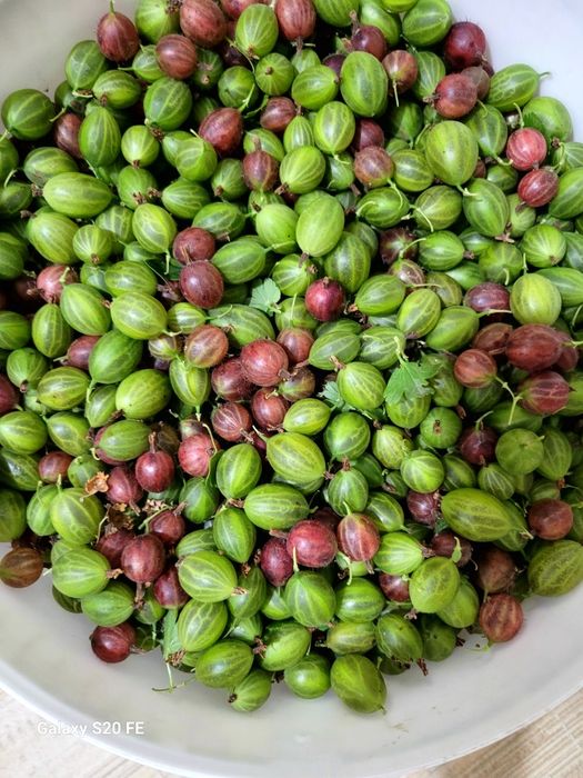Продам крыжовник домашний