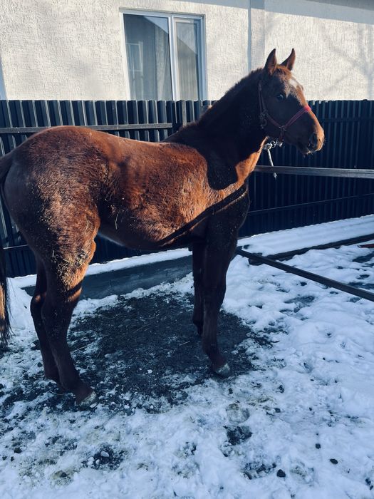 Продам байталку полукровь