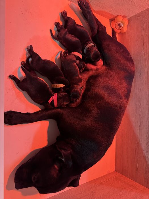 Стафордшир бул териер/ Stafordshir bull terrier