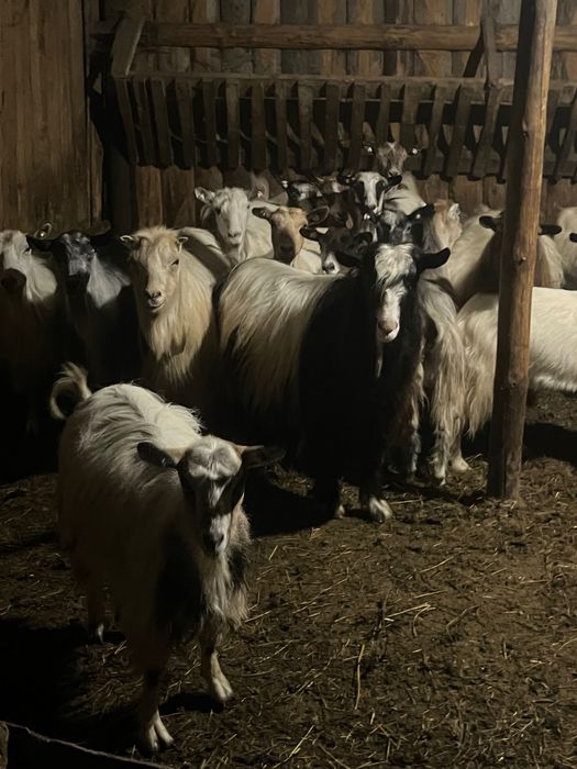 Vând sau schimb20 de capre tinere