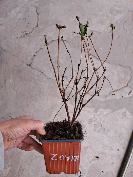 Жимолость съедобная